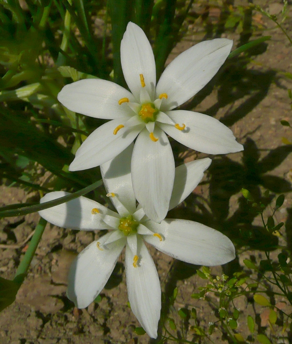 Ornithogalum umbellatum L.